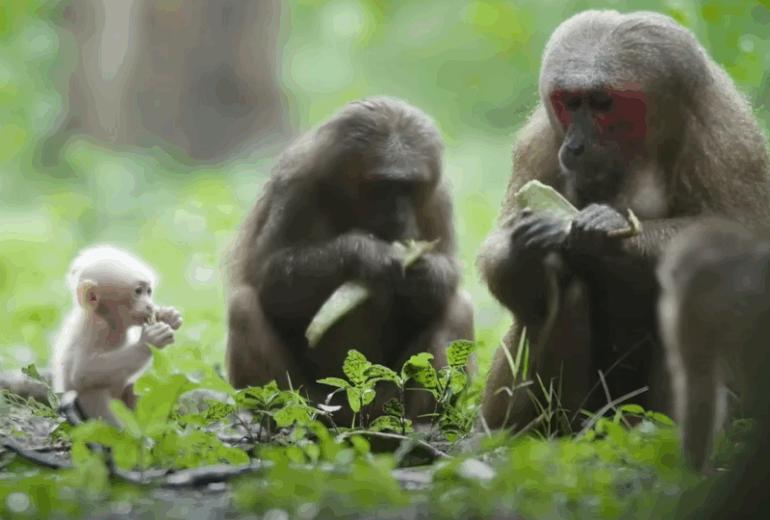 Laos Wildlife & Nature 14 Days / 13 Nights