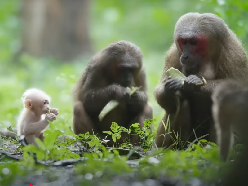 Top 10 Vietnam Wildlife Tours 2026: Sustainable Adventures in the Wild