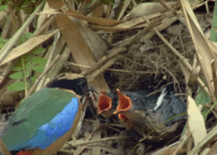 Discover the Magic of Laos Wildlife 10 Days / 9 Nights