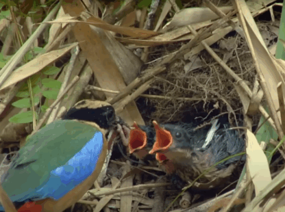 Discover the Magic of Laos Wildlife 10 Days / 9 Nights