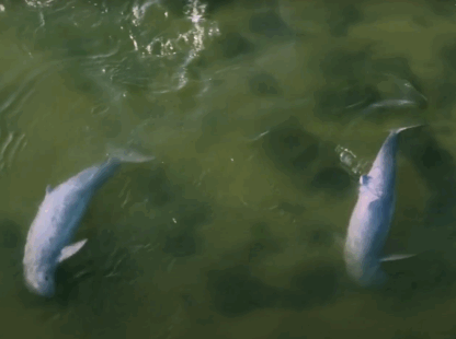 Kompong Thom – Kratie