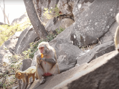 Bagan – Mt. Popa – Bagan