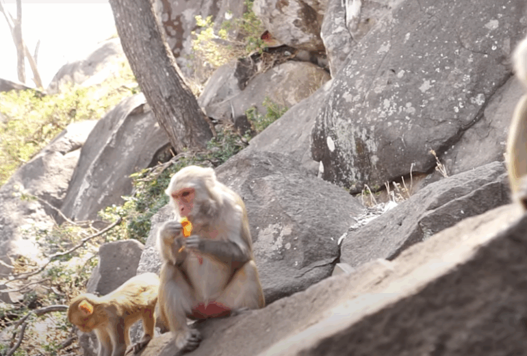 Bagan – Mt. Popa – Bagan