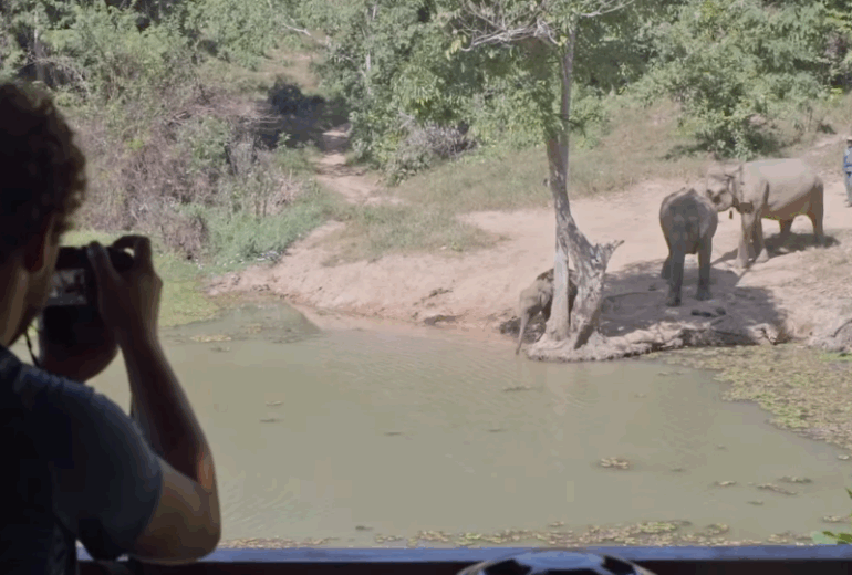 Transfer to the Elephant Conservation Centre