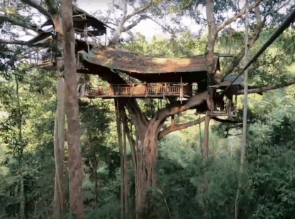 Zipline Through The Jungle