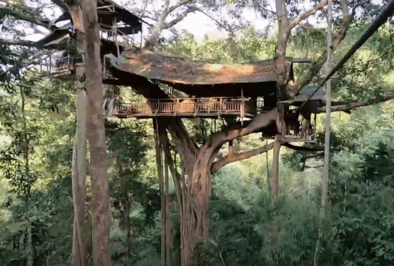 Zipline Through The Jungle